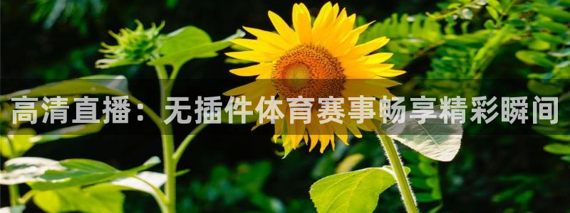 高清直播：无插件体育赛事畅享精彩瞬间